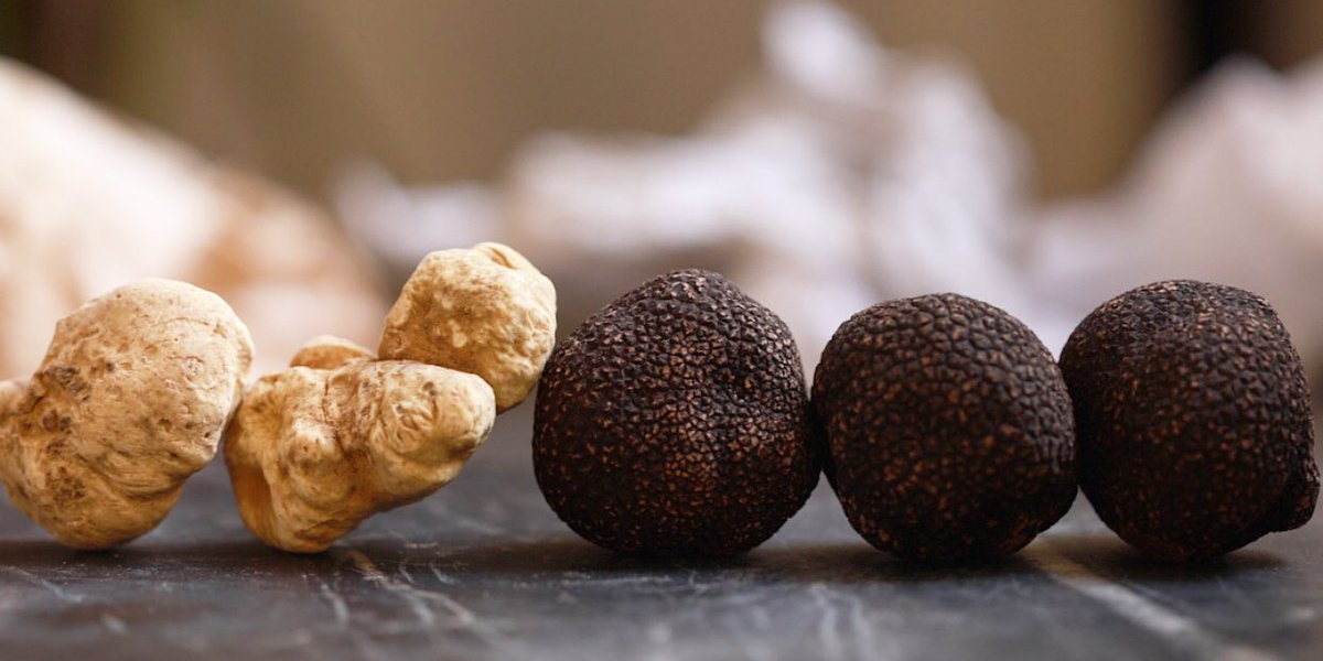 Frozen Truffles — Gourmet Attitude