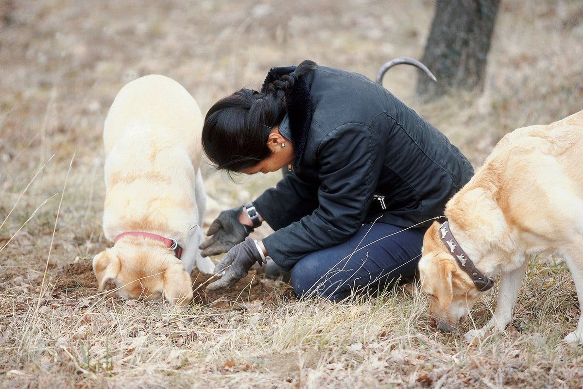 A truffle hunt: two dogs working the ground beside the digger